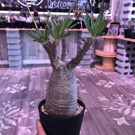 packypodium  gracilius《大きめ M size》※現地球株  発根済み株‼︎  （限定1株）