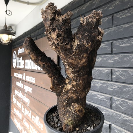 xerophyta trichophylla《S size》※現地球発根後店主国内管理2年株※驚愕強靭株※枝振り良くweightもlow‼︎株元極太サイズ※mad black pot植え