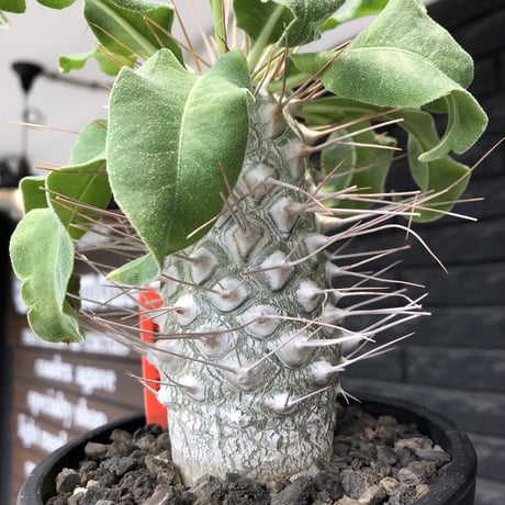 pachypodium namaquanum 光堂《大きめL size》littmon seed🌱※中々見かけないはずのサイズ感と美しい極白肌が堪らない一株※mad black pot植え