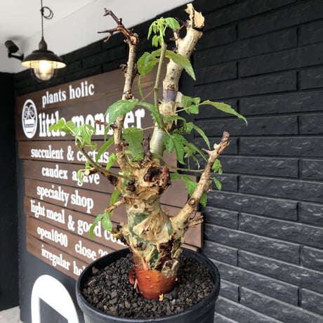 commiphora  africana《L size》※現地球株発根済※美しくbalance良き佇まい※tall pot植え