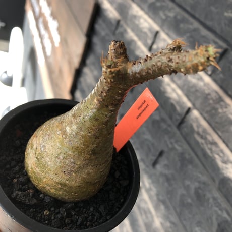 pachypodium gracilius《大きめS size》僅かにgreen肌&球体樹形※現地球発根後店主国内管理2年株※1頭枝のため少し縦に長めながら球体良樹形※mad black pot植え
