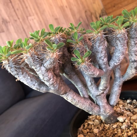 euphorbia    guillauminiana《L  size》明るいライトシルバー肌のbalance良き美株‼︎