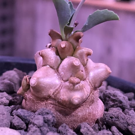 othonna  herrei《S  size》※現地球発根済株※ぼってり茶肌ボコボコ幹にギザギザ葉が愛くるしい冬型caudex‼︎現在開花中🌼※mad black pot植え