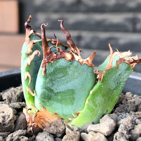 agave titanota  白鯨陽炎type《S size》※現地球株発根済 ⑤※唸り良き鋸歯に幅広肉厚タイプ※black pot植え