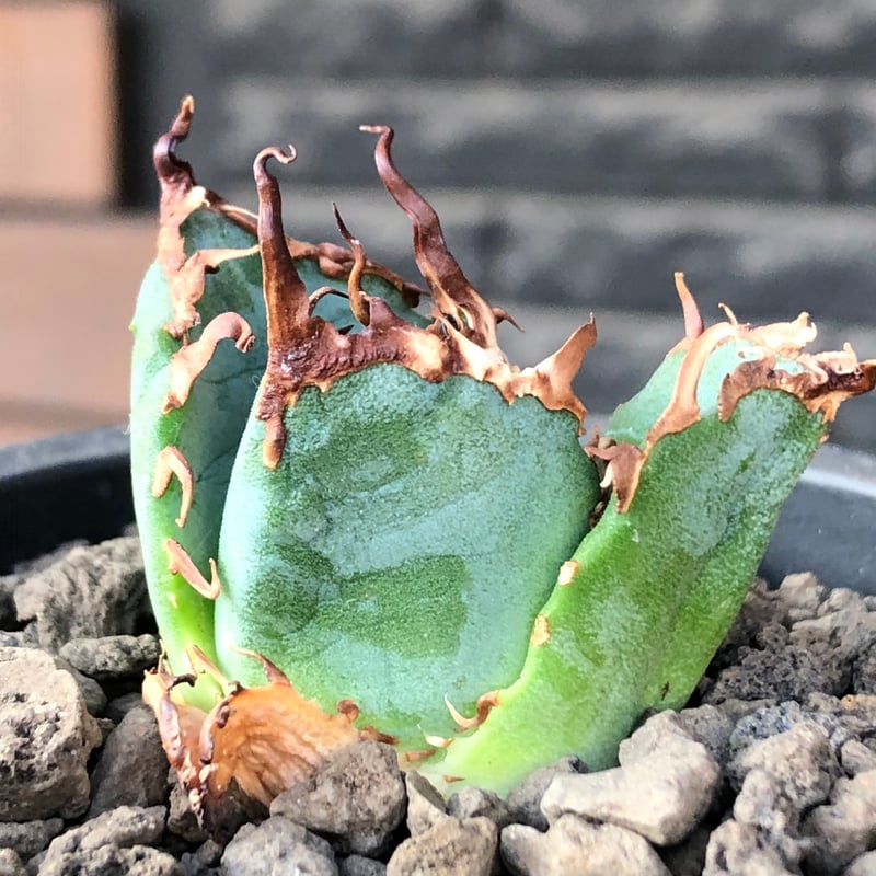 育成株 アガベ 白鯨 大株 陽炎 強刺 ボールタイプ 直径約14cm アガベ