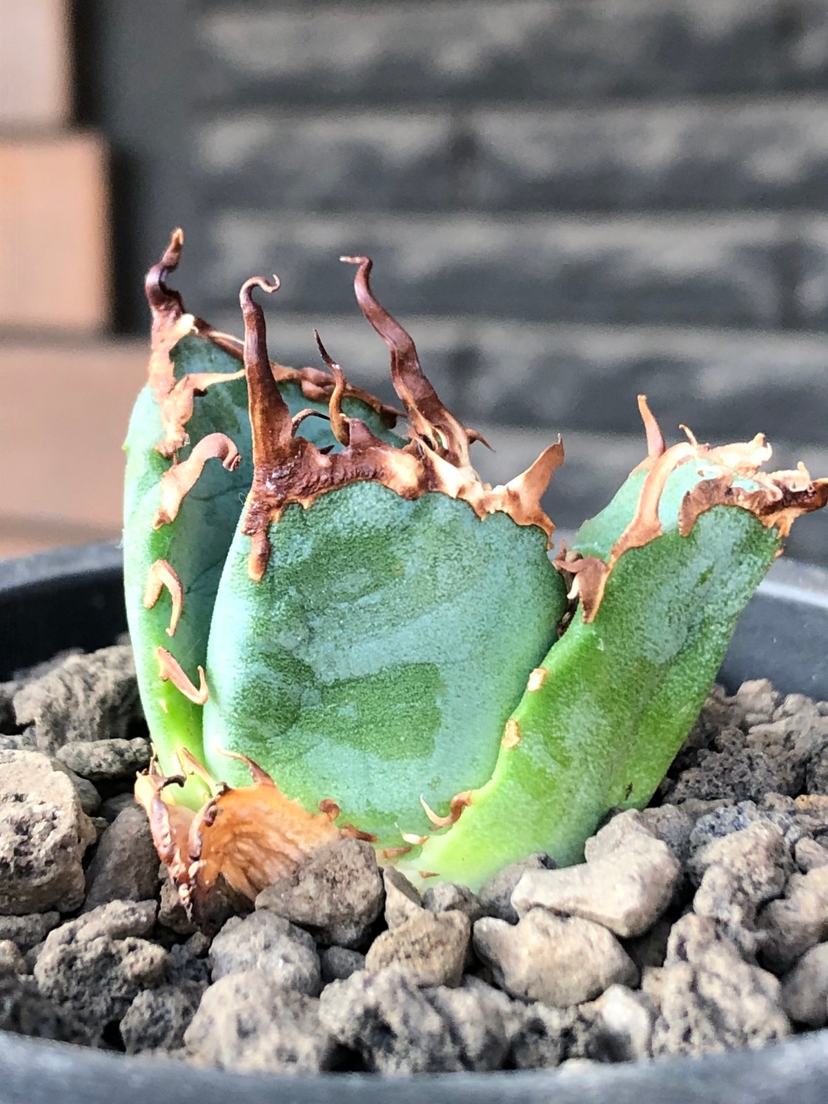 モリ男　アガベ　チタノタ　白鯨　発根済み アガベ チタノタ 