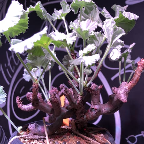 pelargonium  mirabile