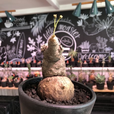euphorbia subapoda《L Lsize》※肌質も特化しており、エグ過ぎるほどbigなwildスバポダ‼︎驚愕monster株‼︎※mad  black pot植え