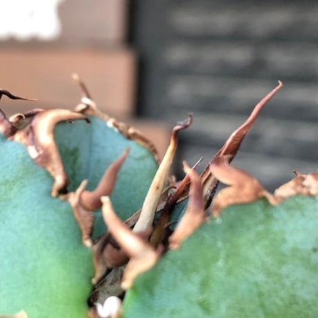 agave titanota  白鯨陽炎type《S size》※現地球株発根済 ①※唸り良き鋸歯に幅広肉厚タイプ※black pot植え