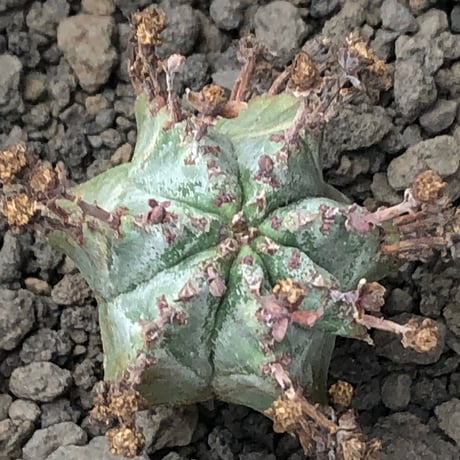 euphorbia horrida alba × valida《大きめS size》※現地球株発根済※両者の良さが相まった現地自然交配による激レア渾身の一株※black bowl pot植え