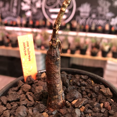 opercullicarya  packypus   littmon  seed🌱 《5年株》幹も太く‼︎&枝振り樹形&balance良きパキプス※mad black bowl pot植え※限定3株