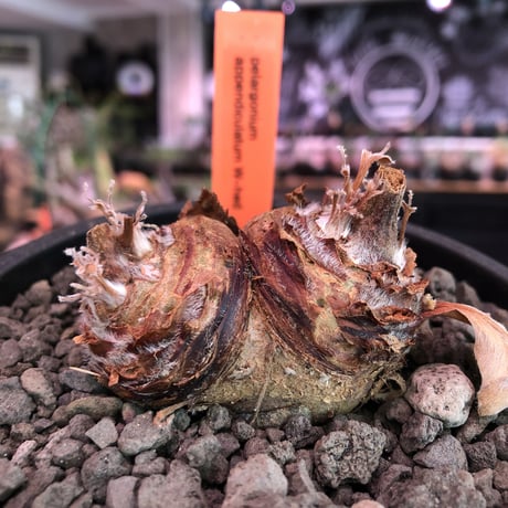pelargonium  appendiclatum《M size》※店主個人株‼︎現地球発根済株※実生株しかまず出回る事のない激希少‼︎更にW-he'd‼︎🤩※mad black pot植え