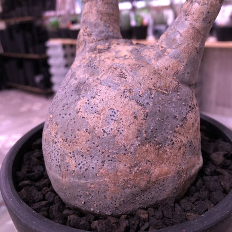 packypodium  gracilius《L size》店主国内管理2年株※現地球発根済株‼︎ ※希少‼︎二頭枝‼︎現地焼け肌が堪らなく可愛い超球体グラキ※mad black bowl pot植え