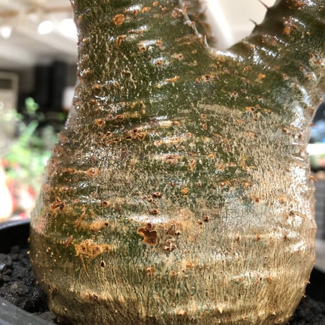 pachypodium gracilius《L size》※現地球株発根済※大きめで全方位A面な樹形バランス＆枝振りも抜群なgreen肌‼︎※black bowl pot植え