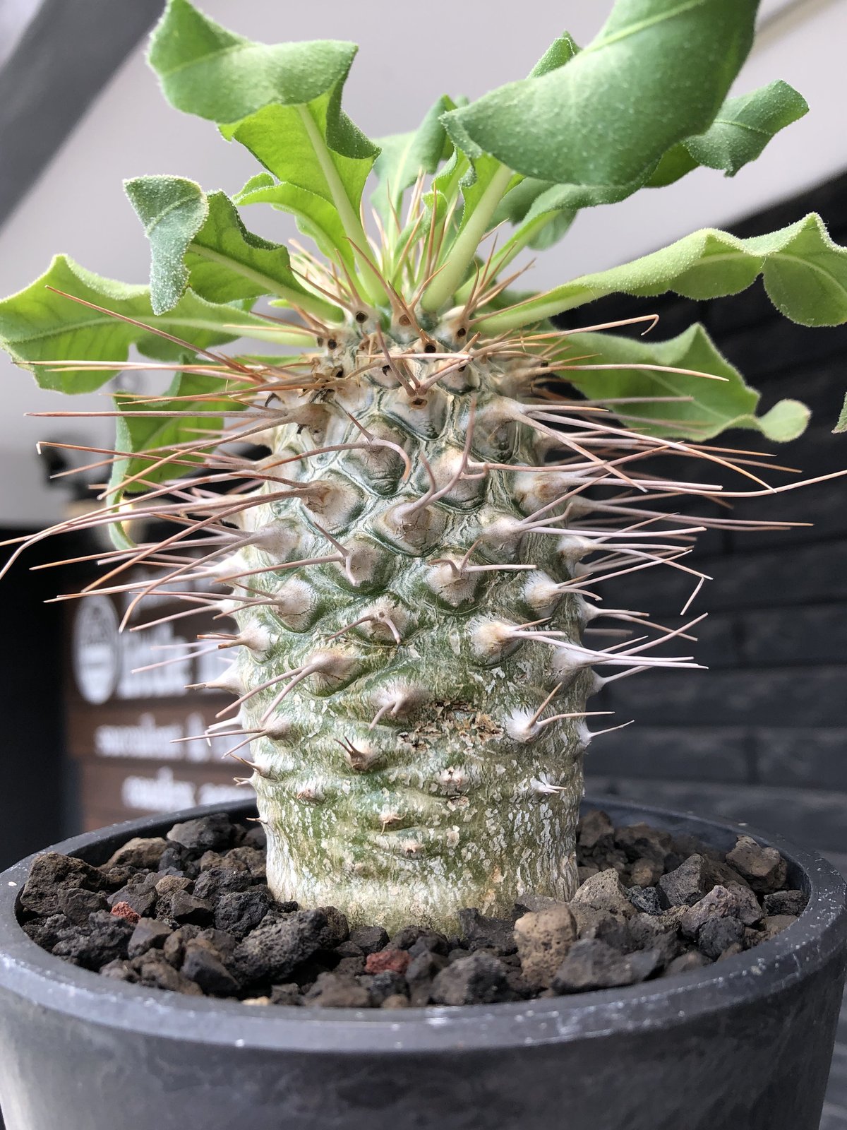 pachypodium namaquanum 光堂《大きめL size》littmon see pachypodium namaquanum 光堂《大きめL size》littmon see