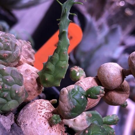 euphorbia   globosa