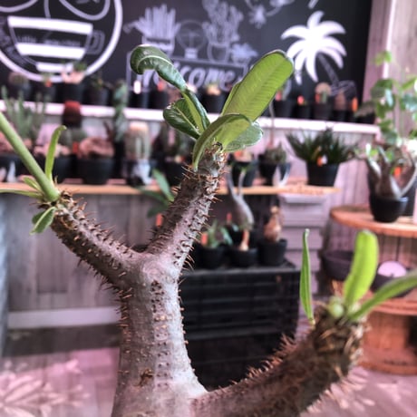 packypodium  gracilius《L size》※現地球発根済株※店主国内管理5年株※極めてぼってり大きな株元に一頭枝で短枝の可愛い過ぎる一株‼︎🌼開花中※mad black pot植え