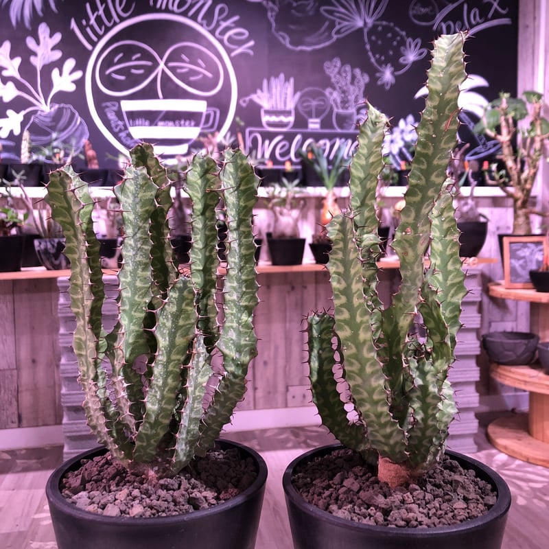 巨大 希少 ユーフォルビア エスクレンタ Euphorbia タコモノ 選抜株 巨大 希少 ユーフォルビア エスクレンタ Euphorbia タコモノ