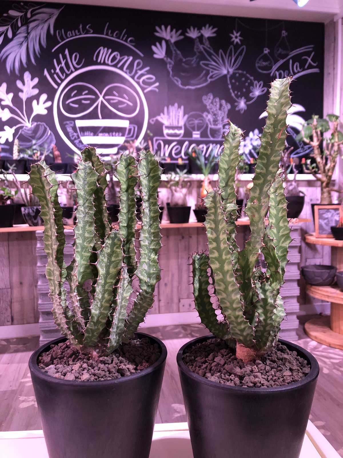 euphorbia enormis《M size》※大変カッコいい棘モノ塊根