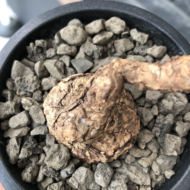 pelargonium triste《M size》※現地球発根後店主国内管理1年株※味深き