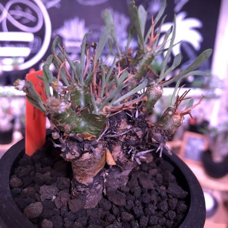 othonna   euphorbioides《M size》black肌‼︎　※らしさ漂うカッコいいオイデス‼︎オススメ株！※mad black pot植え