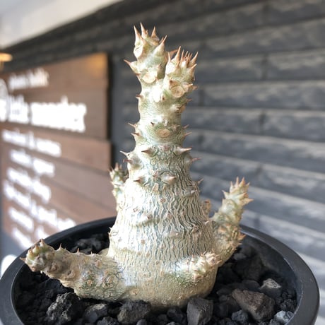 pachypodium windsorii《M size》※選抜littmon seed🌱※weight低き極ぼってり株元&枝振りも◎良樹形※mad black pot植え