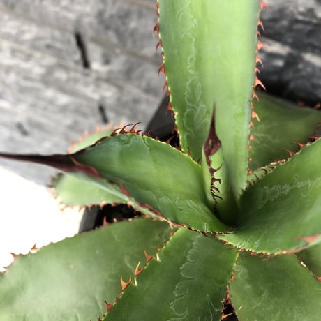 agave  bovicornuta《L  size》※発根済株※赤色の長短のある刺が交互に生える希少性高い美株ボビコルヌータ※mad black pot植え