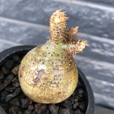 pachypodium gracilius《S size》希少green肌&まん丸球体株※現地球発根後店主国内管理1年株※まん丸且つ極めて短枝のかわいすぎる一株※mad black pot植え