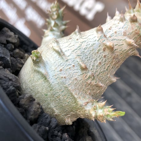 pachypodium windsorii《M size》※選抜littmon seed🌱※weight低き極ぼってり株元&枝振りも◎良樹形※mad black pot植え