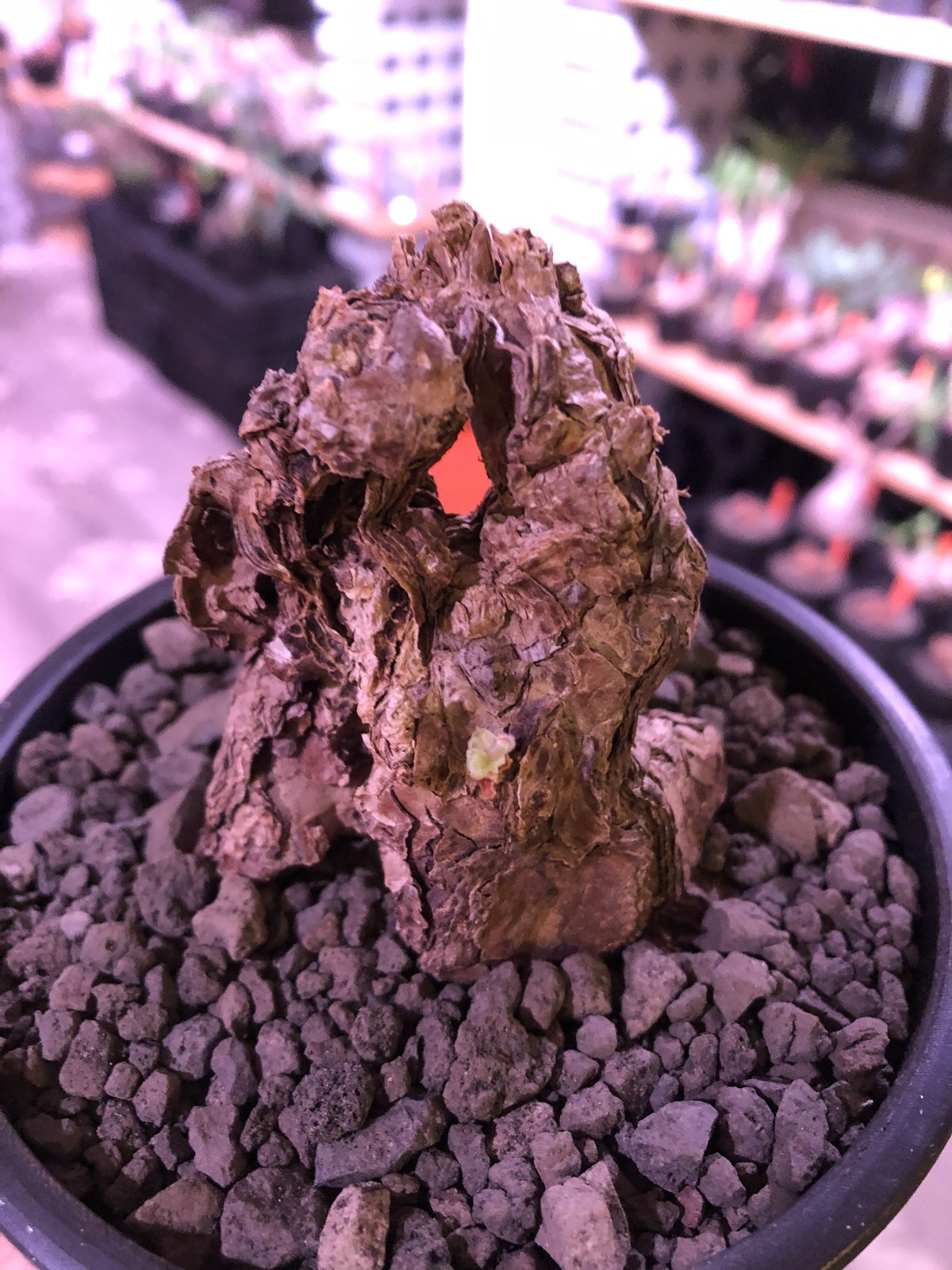 pelargonium triste《L size》※現地球発根済株※店主国内管理3年株※大変