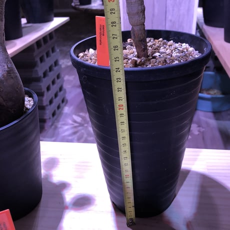 senna  meridionalis《L size》