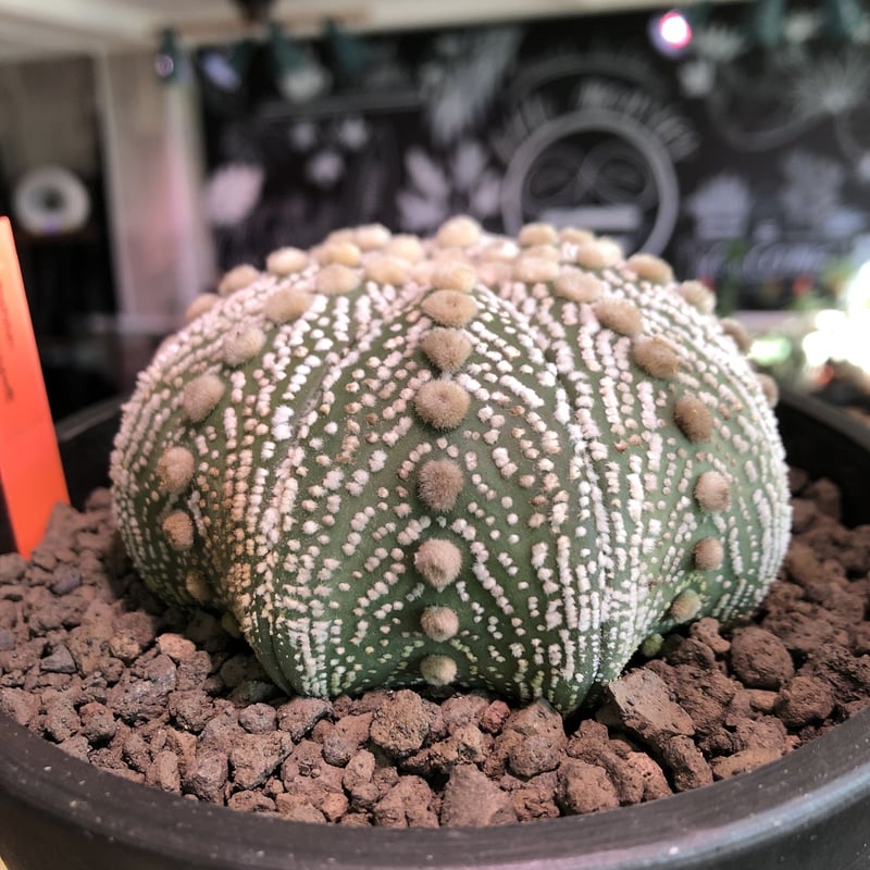 Astrophytum asterias 'Zebra Super'兜 Astrophytum asterias cv. Superkabuto Zebra type