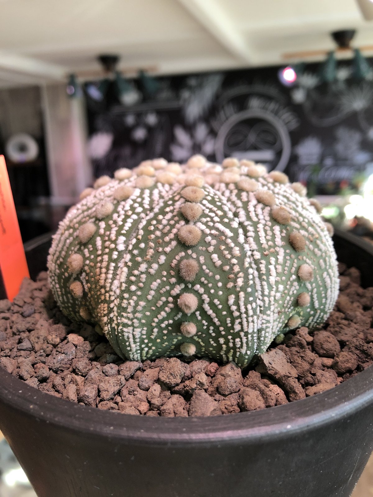 astrophytum asterias var.スーパー兜《LL size》※店主国内管理8 astrophytum asterias var.スーパー兜《LL size》※店主国内管理8