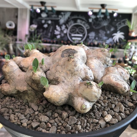 pachypodium  brevicaule恵比寿笑い《大きめL size》※現地球発根済株※味深い荒々しい肌質のbigな笑い‼︎今後流通少なくなります※浅鉢植え