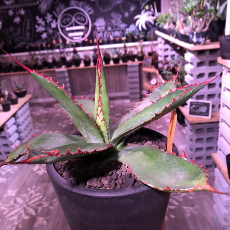 agave     bovicornuta《M size》赤色の長短のある刺が交互に生える希少性高い美株‼︎  ※mad black pot植え