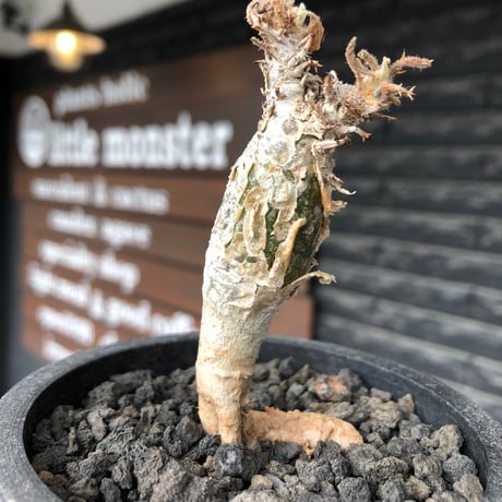 sesamothamnus rivae《大きめS size》※現地球株発根済※小振り現地球株は逆に珍しく白く美しくも味深き表皮のメクれが堪らない一株※black pot植え