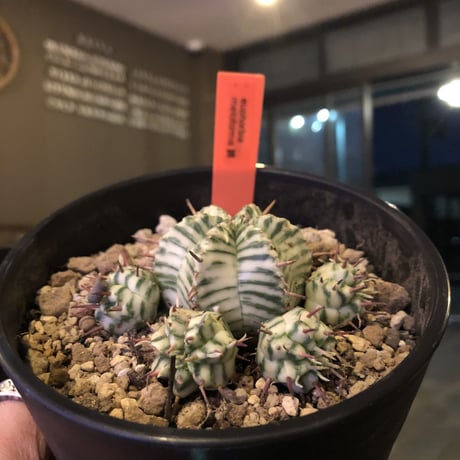 euphorbia   meloformis 錦《ゼブラ》激オススメ‼︎M size