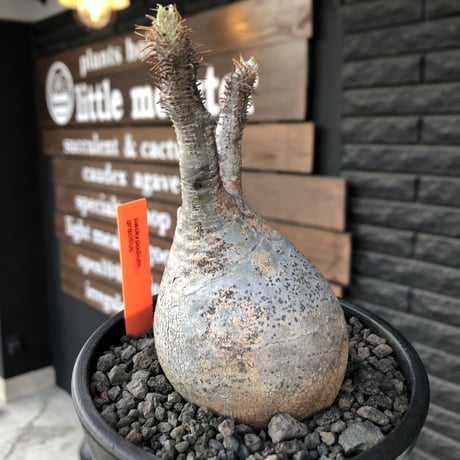 packypodium  gracilius《小さめM size》※現地球発根済株※店主国内管理３年株※短枝weight低く枝振りも良きぼってり良樹形グラキ※mad black pot植え