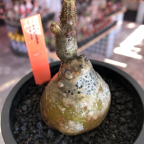 pachypodium gracilius《S size》一部green肌株※現地球発根後店主国内管理3年株※極短枝のコロコロまん丸樹形のかわいいグラキ※mad black pot植え