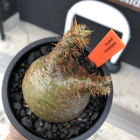 pachypodium gracilius《大きめS size》希少‼︎ニ頭枝 &green肌※現地球発根済株※店主国内管理2年株※ぼってり樹形で捻くれた感が堪らない※mad black pot植え