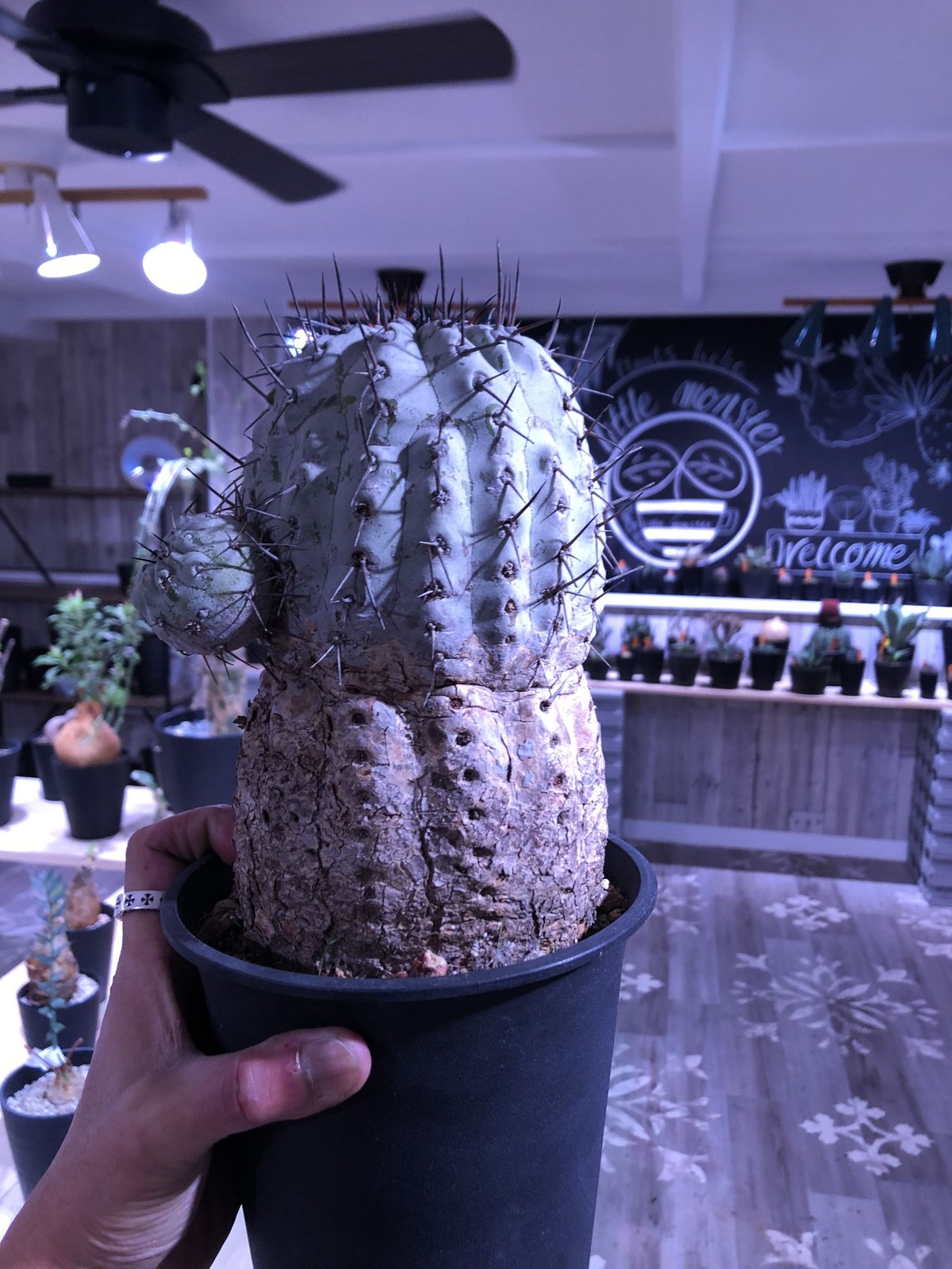 copiapoa cinerea 黒王丸 《L size》 | plants holic...