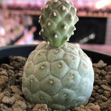 tephrocactus geometricus 《M size》※現地球株カキ仔発根済※②丸々とかわいく綺麗な玉型維持のカキ仔※black bowl pot植え