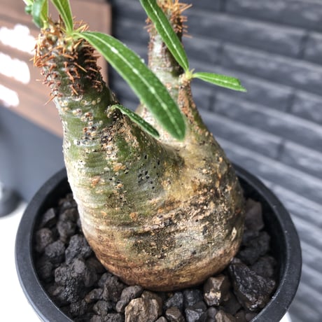 pachypodium gracilius《小さめM size》希少green肌&二頭枝※現地球発根後店主国内管理2年株※大変ぼってり感も強く纏まり良き良樹形グラキ※mad black pot植え