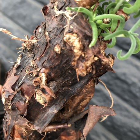 mestoklema   tuberosum《M  size》※冬季も成長開花する潅木‼︎丈短ででっぷり株ながら幹内にエグれも有り、大変wildな男前なblack肌‼︎※mad black pot植え