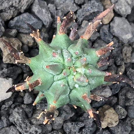 euphorbia schoenlandii《S size》※littmon seed株※小振りながら大株に負けないワイルドさと身体に見合わない太棘を持つ将来有望株※black bowl pot植え