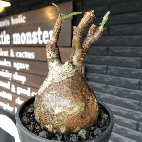 pachypodium  gracilius《M size》ぼってり株※現地球発根済株※店主国内管理3年株※ぼってり樹形且つ特化した柄を持つ良きサイズ感※mad black pot植え