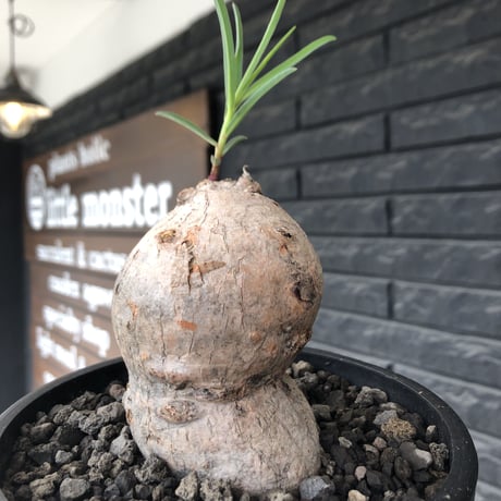 euphorbia trichadenia《LL size》※現地球株発根済※驚愕‼︎極めて荒々しくwildならしからぬ出立ちが堪らない両A面な大株※mad black bowl pot植え