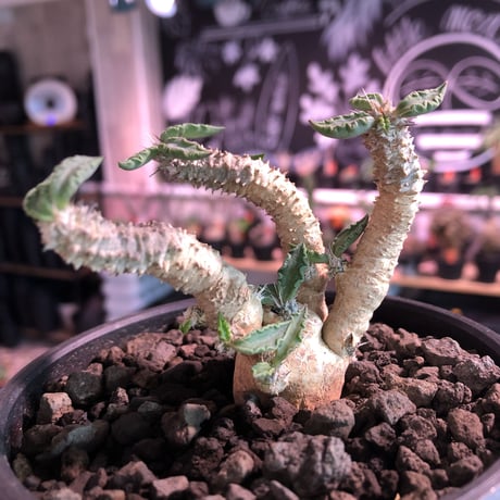 euphorbia tulearensis《M size》※枝も肉厚で太くかっこ良く塊根も丁度良きサイズ感のおすすめ株‼︎美しく希少性激高塊根ユーフォルビア※mad black pot植え