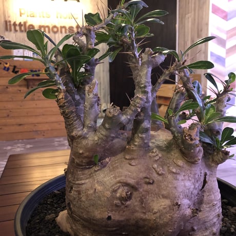 packypodium   saundersii（XL size）※現地球発根済み株‼︎  ※木質化した表皮と躍動感ある枝ぶり‼︎