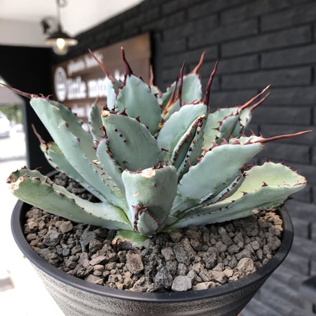 agave   cubic《L size》※発根済株※店主国内管理3年株※背中の割れが特徴な大変葉も引き締った極美大株‼︎balanceも良きカッコいい一株※浅鉢植え